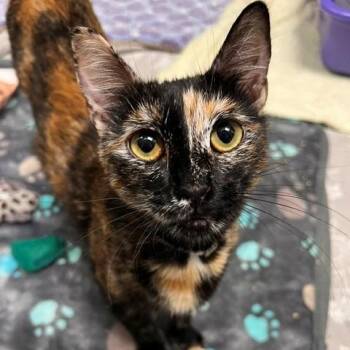 Pebbles -  Domestic Short Hair Cat for Adoption in Long Beach, California - Pebbles | PetCurious