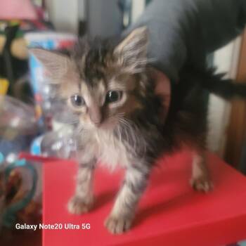 No No -  American Shorthair Cat for Adoption in Hagaman, New York - No No | PetCurious