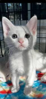 Rescue Domestic Short Hair Cats for Adoption in Centerville, Georgia - Galadriel | PetCurious