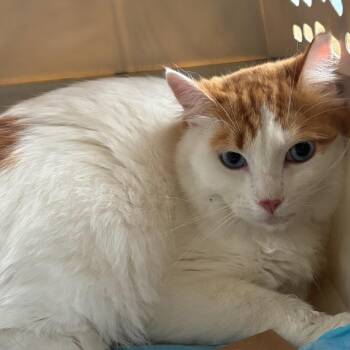 Angel -  Domestic Medium Hair Cat for Adoption in Los Angeles, California - Angel | PetCurious