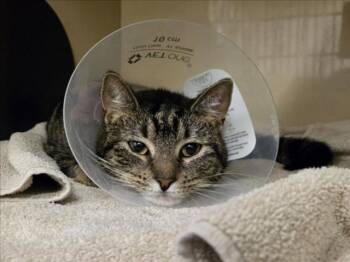 Domestic Short Hair Cats Available for Adoption - TAY | PetCurious