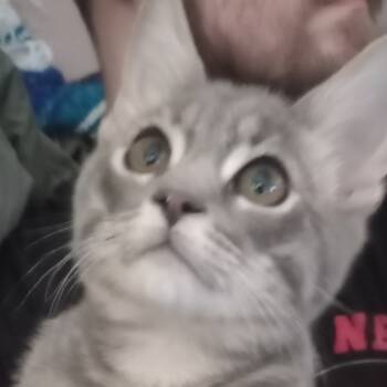 Rescue Domestic Short Hair Cats for Adoption in Pleasant Hill, California - Russet | PetCurious