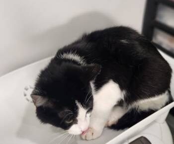 Rescue Domestic Short Hair Cats for Adoption in Cleveland, Tennessee - Flip | PetCurious