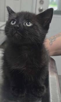 Jeffery -  Domestic Short Hair Cat Available for Adoption in Hillsdale, Indiana - Jeffery | PetCurious
