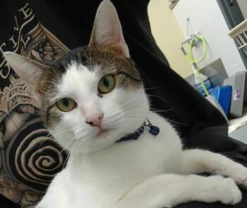 Rescue Domestic Short Hair Cats for Adoption in Tulsa, Oklahoma - Jura | PetCurious