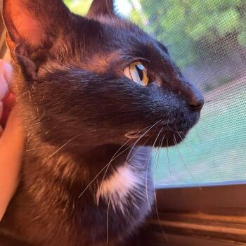 Rescue Domestic Short Hair Cats for Adoption in Warr Acres, Oklahoma - Mama | PetCurious