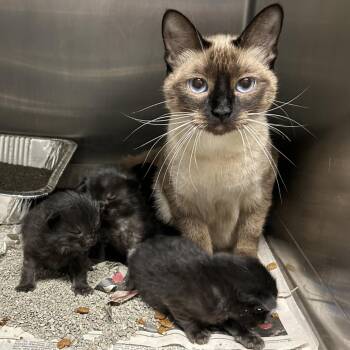 Sphinx C11844 -  Domestic Short Hair Cat for Adoption - Sphinx C11844 | PetCurious