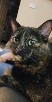 Domestic Short Hair and Tortoiseshell Cats Available for Adoption - Chloe | PetCurious