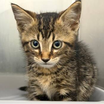 Hilton -  Domestic Short Hair Cat for Adoption in Auburn, Alabama - Hilton | PetCurious