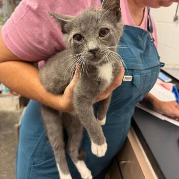 Toe Beans McGee -  Domestic Short Hair Cat for Adoption in Evensville, Tennessee - Toe Beans McGee | PetCurious