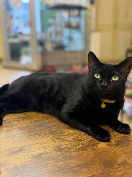 Anu -  Domestic Short Hair Cat for Adoption in Hudson, New York - Anu | PetCurious