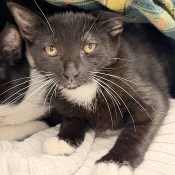 Edeline -  Domestic Short Hair Cat for Adoption in Cooperstown, New York - Edeline | PetCurious