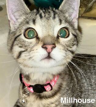 MILLHOUSE -  Domestic Short Hair Cat for Adoption in Indianapolis, Indiana - MILLHOUSE | PetCurious