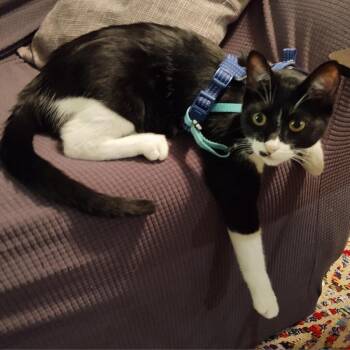 Rescue Domestic Short Hair Cats for Adoption in Fort Collins, Colorado - Charlie | PetCurious