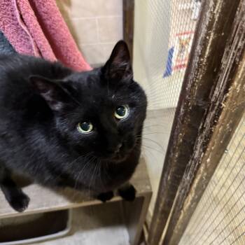 Oreo -  Domestic Short Hair Cat for Adoption in Mineral Point, Wisconsin - Oreo | PetCurious
