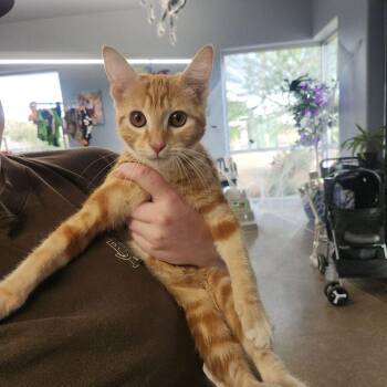 Paris -  Domestic Short Hair Cat for Adoption in Kingman, Arizona - Paris | PetCurious