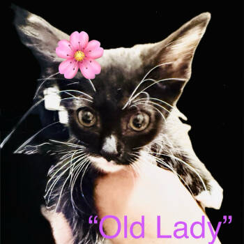 Rescue Domestic Short Hair Cats for Adoption in Hemet, California - Old Lady | PetCurious