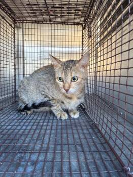 ANDI -  Domestic Short Hair Cat for Adoption in New Braunfels, Texas - ANDI | PetCurious