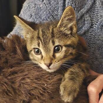 Mongo -  Domestic Short Hair Cat for Adoption in Denver, Colorado - Mongo | PetCurious