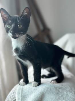 Rescue Domestic Short Hair Cats for Adoption in Boca Raton, Florida - Chip | PetCurious