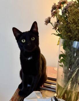 Tweaks (js) -  American Shorthair Cat for Adoption in Los Angeles, California - Tweaks (js) | PetCurious