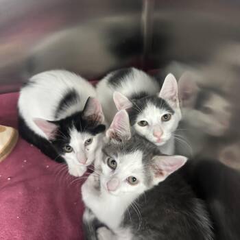 Matteo & Diego -  Domestic Short Hair Cat for Adoption in Clifton, New Jersey - Matteo & Diego | PetCurious