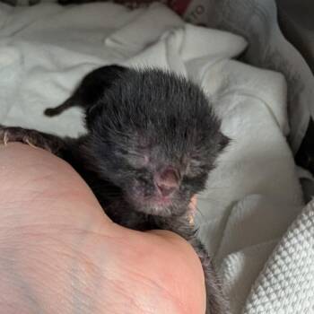 Domestic Short Hair Cats Available for Adoption - Oscar | PetCurious