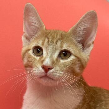 Lord Peter Wimsey -  Domestic Short Hair Cat for Adoption in Decatur, Georgia - Lord Peter Wimsey | PetCurious
