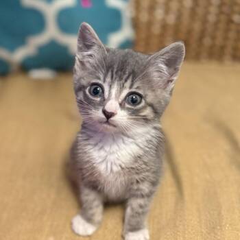 Domestic Short Hair Cats Available for Adoption in Mastic, New York - Elsa | PetCurious