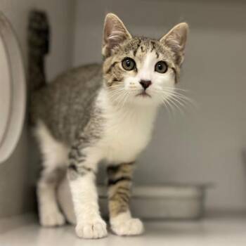TIPPY -  Domestic Short Hair Cat for Adoption in Aurora, Colorado - TIPPY | PetCurious
