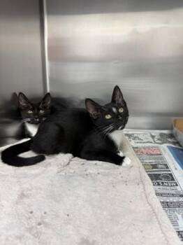 Hudson -  Domestic Short Hair Cat for Adoption in North Miami Beach, Florida - Hudson | PetCurious