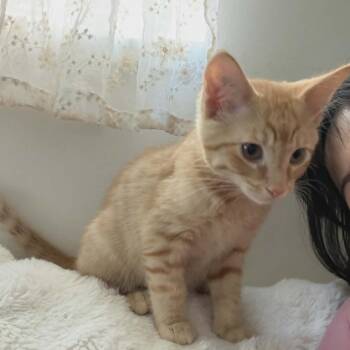 Phineas -  Domestic Short Hair Cat for Adoption in Abbotsford, British Columbia - Phineas | PetCurious