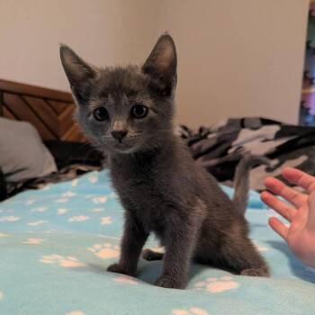 George -  Domestic Short Hair Cat for Adoption in Portland, Texas - George | PetCurious