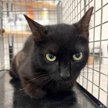 American Shorthair Cats Available for Adoption in Lake Jackson, Texas - Itsy | PetCurious