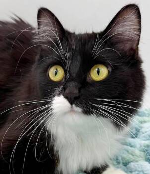 Lilac is so darn sweet and poofy - VIDEO of this rare gem -  Maine Coon and Siberian Cat for Adoption in Bedford Hills, New York - Lilac Is So Darn Sweet And Poofy - VIDEO Of This Rare Gem | PetCurious