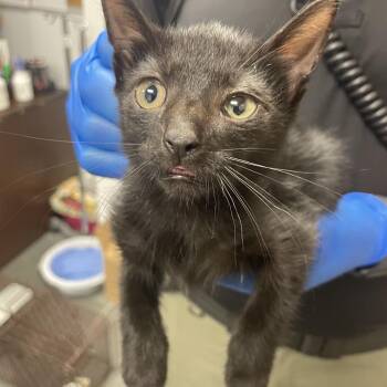 Beaux -  Domestic Short Hair Cat for Adoption in Dickinson, Texas - Beaux | PetCurious
