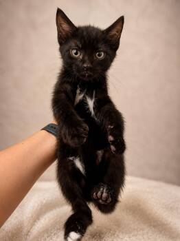 Pers -  Tuxedo and Domestic Short Hair Cat for Adoption in Miami, Florida - Pers | PetCurious