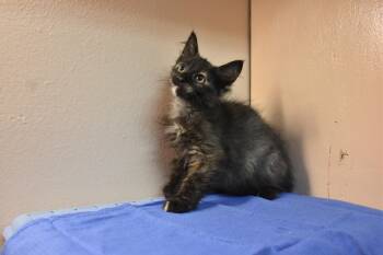 Pepsi -  Domestic Medium Hair Cat for Adoption in North Judson, Indiana - Pepsi | PetCurious