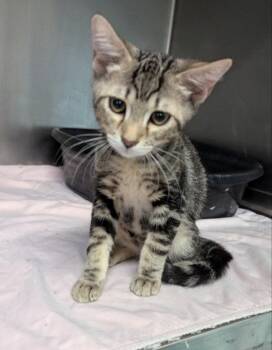 Queso -  Tabby Cat for Adoption in Ocala, Florida - Queso | PetCurious