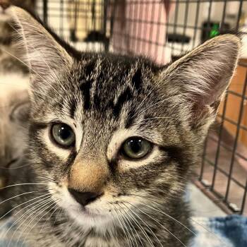 111892 -  Domestic Short Hair Cat for Adoption in Las Cruces, New Mexico - 111892 | PetCurious