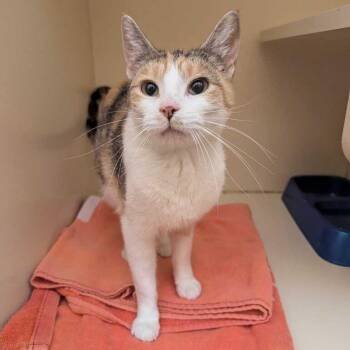 Korinn -  Domestic Short Hair Cat for Adoption in Dayton, Ohio - Korinn | PetCurious