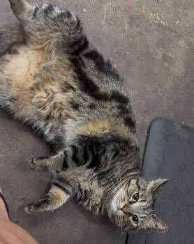 Lola -  Domestic Short Hair and Tabby Cat for Adoption in Greensburg, Pennsylvania - Lola | PetCurious