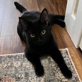 Domestic Short Hair Cats Available for Adoption - Link | PetCurious