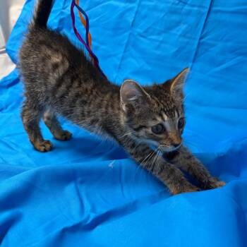 Shiloh -  Domestic Short Hair Cat for Adoption in Morristown, Vermont - Shiloh | PetCurious