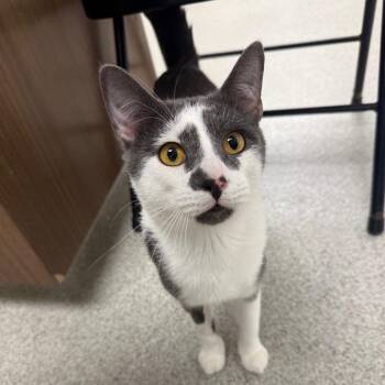 Frederick James -  Domestic Short Hair Cat for Adoption in Naperville, Illinois - Frederick James | PetCurious