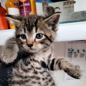 Cyborg (orange) -  Domestic Short Hair Cat for Adoption in Belfair, Washington - Cyborg (orange) | PetCurious