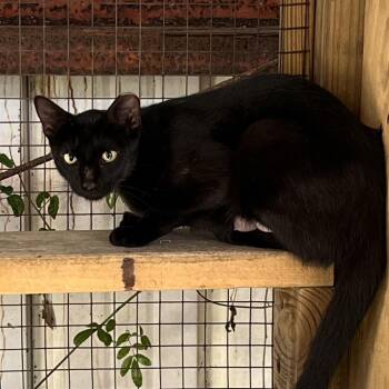 Domestic Short Hair Cats Available for Adoption in Sarasota, Florida - Midnight Sun - Working Cat | PetCurious