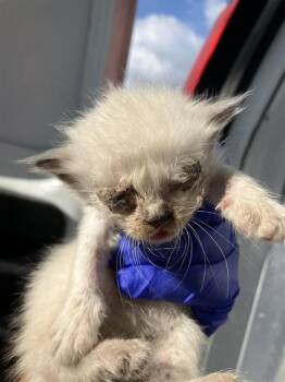 Domestic Short Hair Cats Available for Adoption in Dallas, Texas - JUNE | PetCurious