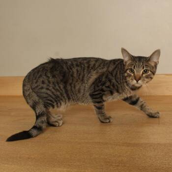 Sneezy C71137 -  Domestic Short Hair Cat for Adoption in Minnetonka, Minnesota - Sneezy C71137 | PetCurious