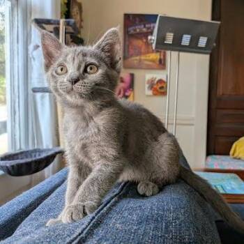 Jupiter -  Domestic Short Hair Cat for Adoption in Chattanooga, Tennessee - Jupiter | PetCurious